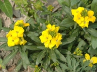 糖芥