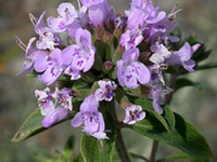 新塔花