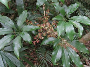 白花鹅掌柴