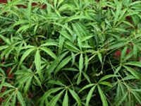 良旺茶