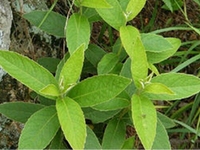 艾纳香根
