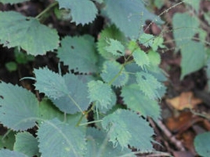 艾麻草