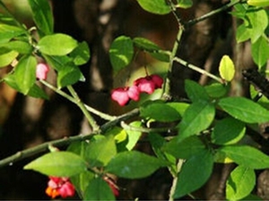 八宝茶