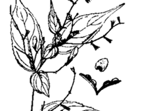 清沙草