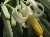 八角枫花