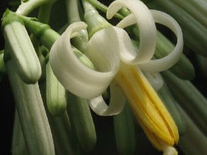 八角枫花