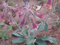 地黄花