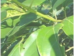 香樟根
