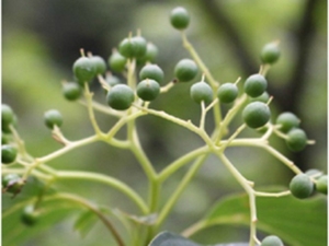 灯台树果