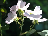 白残花