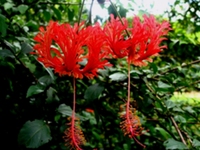 吊灯花