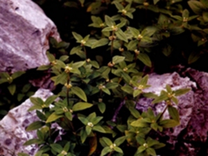 耳草