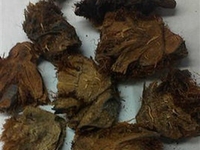 绵马贯众炭