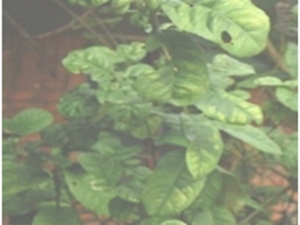 香橼根