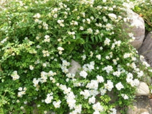 地蔷薇