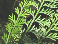 定草根