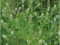 大叶香荠菜