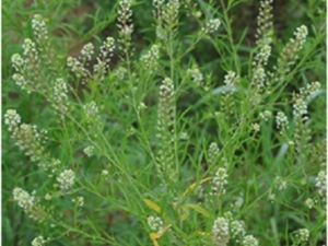 大叶香荠菜