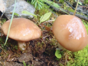 土色牛肝菌