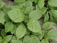 牛膝茎叶