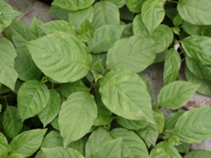 牛膝茎叶