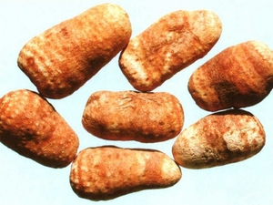 白附子