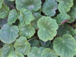 大虎耳草