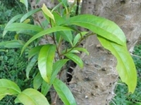 跌破簕