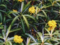 水黄花