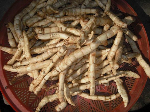 地笋(中药材) - 求真百科