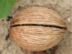 牛心茄子