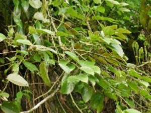 肾子藤