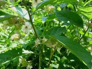 白花灯笼