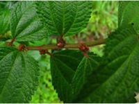 大粘药