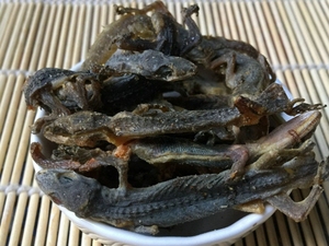 壁虎