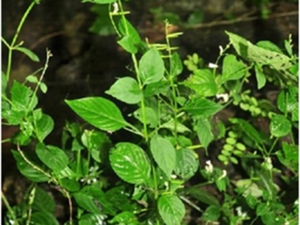 白花穿心莲