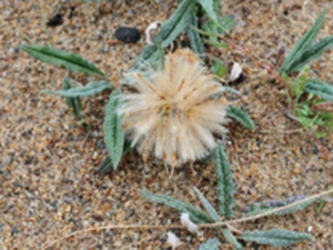 沙生风毛菊
