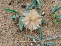 沙生风毛菊