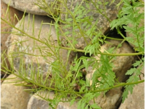 弹裂碎米荠