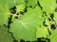 丁茄