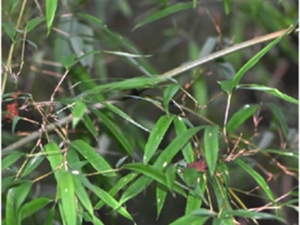 淡竹根