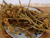 灯盏细辛