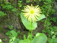 阿尔泰多榔菊