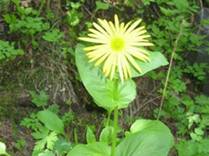 阿尔泰多榔菊