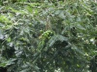 沙松果