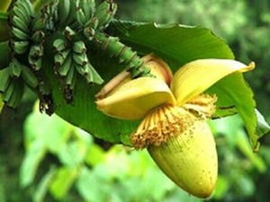 芭蕉花