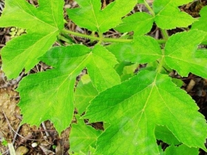 滇白芷果