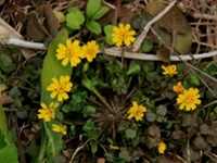 稻槎菜