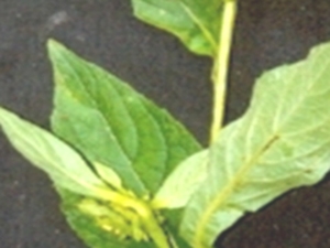 香油罐
