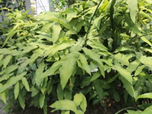 昙花茎
